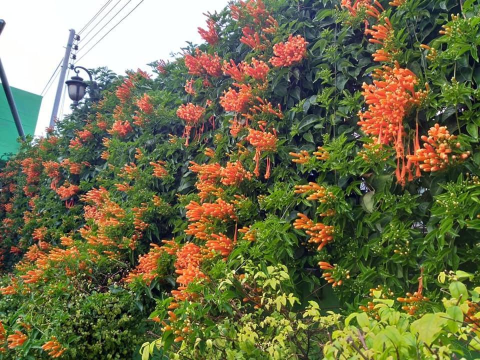 Baan Bua Homestay Chiang Rai Buitenkant foto